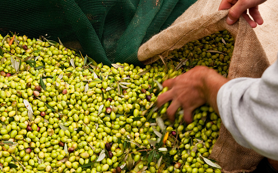 OlivePower Hasat Sezonuna Hazır!