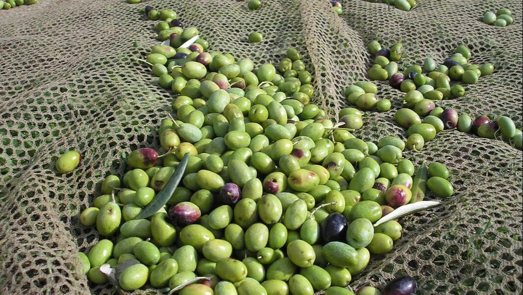 Nueva Generación de Peladoras de Nueces OlivePower